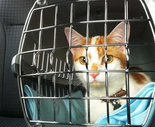 60d416a7a496237481c46f21_im1